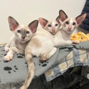 Oriental Shorthair Kittens For Sale In Iowa