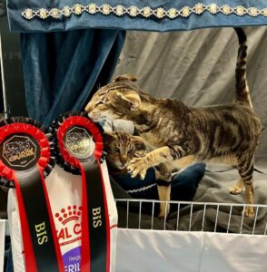Oriental Shorthair Cat For Sale Georgia