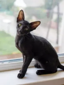 Oriental Shorthair Kittens For Sale New York