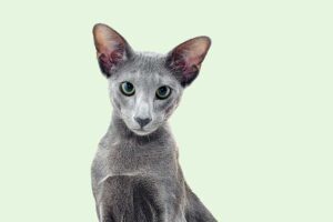 Oriental Shorthair Cat For Sale Nebraska