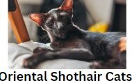 Oriental Shorthair Cats For Sale