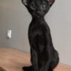 Oriental Shorthair cats For Sale