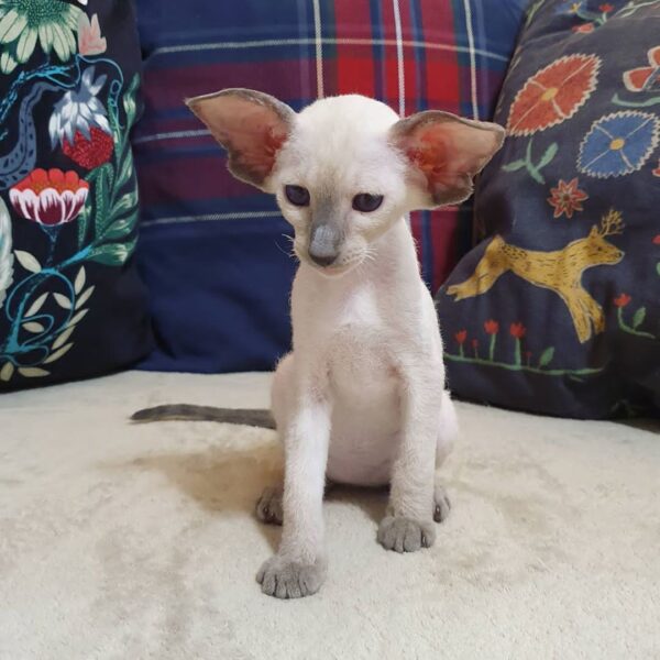 Oriental Shorthair Kitten For Sale