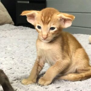 Buy Oriental Shorthair Kittens Online