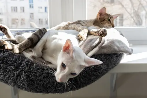 Oriental Shorthair Cats For Sale
